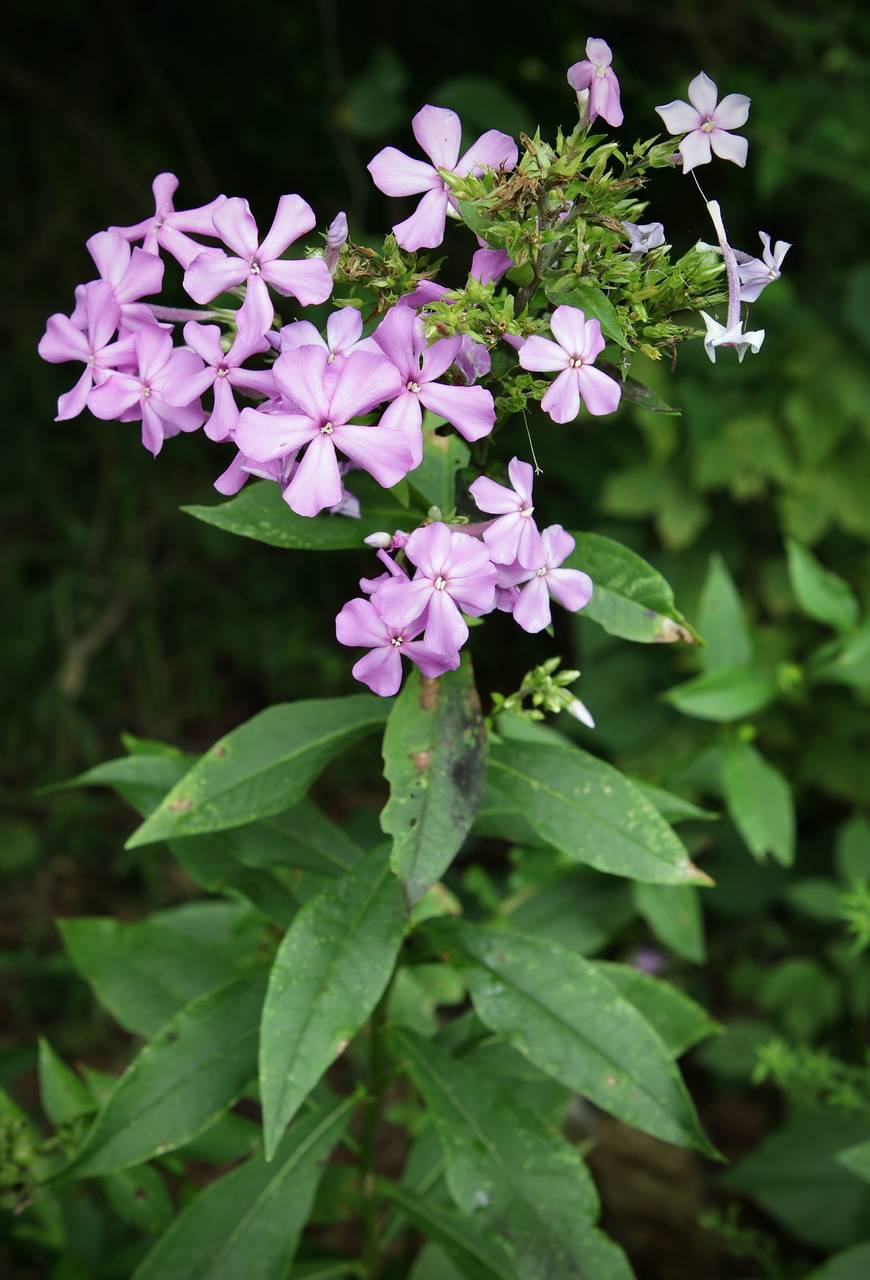 Photo of Garden Phlox